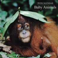 Calendar 2018: Baby Animals