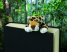 Плюшен разделител – Ягуар