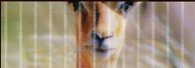 Разделител за книга Impala Bookmark [0054]