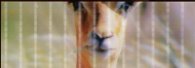 Разделител за книга Impala Bookmark [0054]