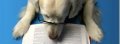 Разделител за книга Reading Dog Bookmark [0542]
