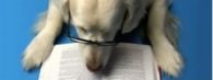 Разделител за книга Reading Dog Bookmark [0542]