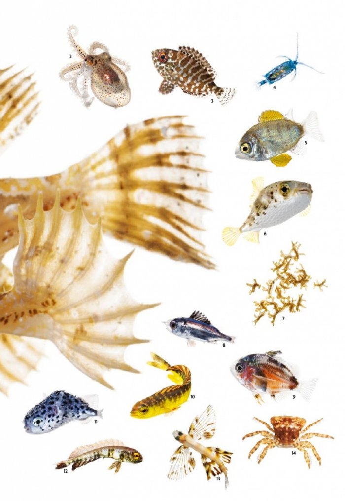 National Geographic България 6/2019