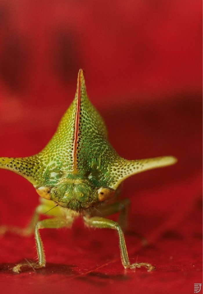 National Geographic България 6/2019