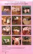 Calendar 2012: Piglets