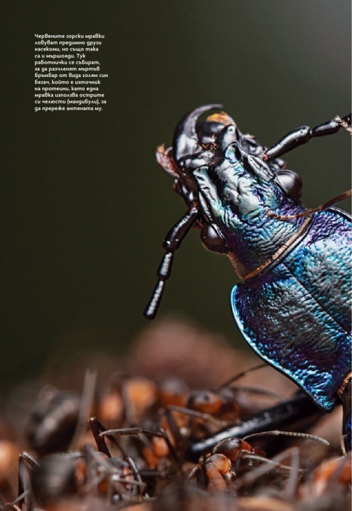 National Geographic България Май/2025