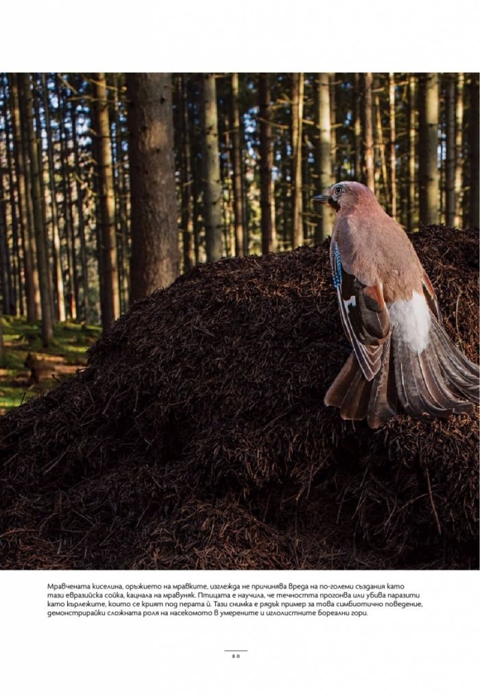 National Geographic България Май/2025