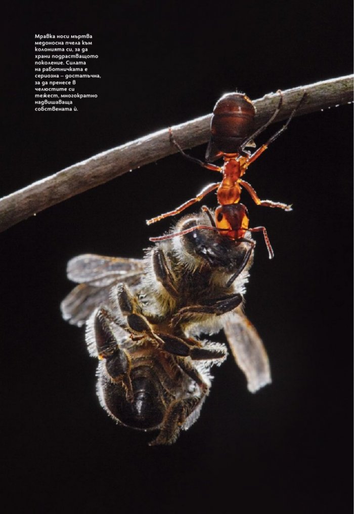 National Geographic България Май/2025