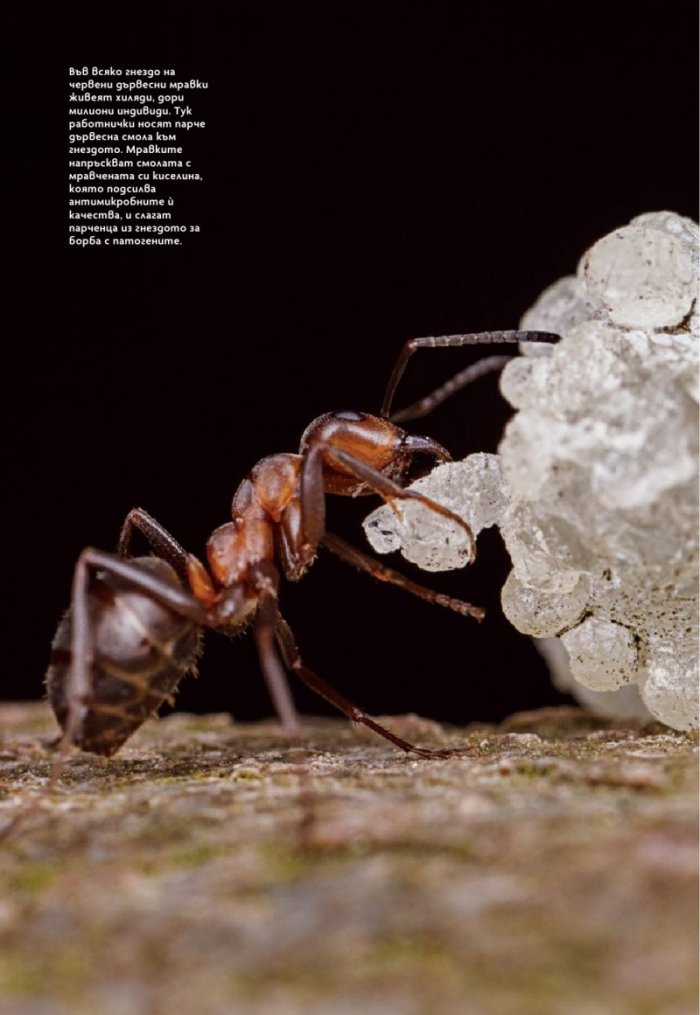 National Geographic България Май/2025