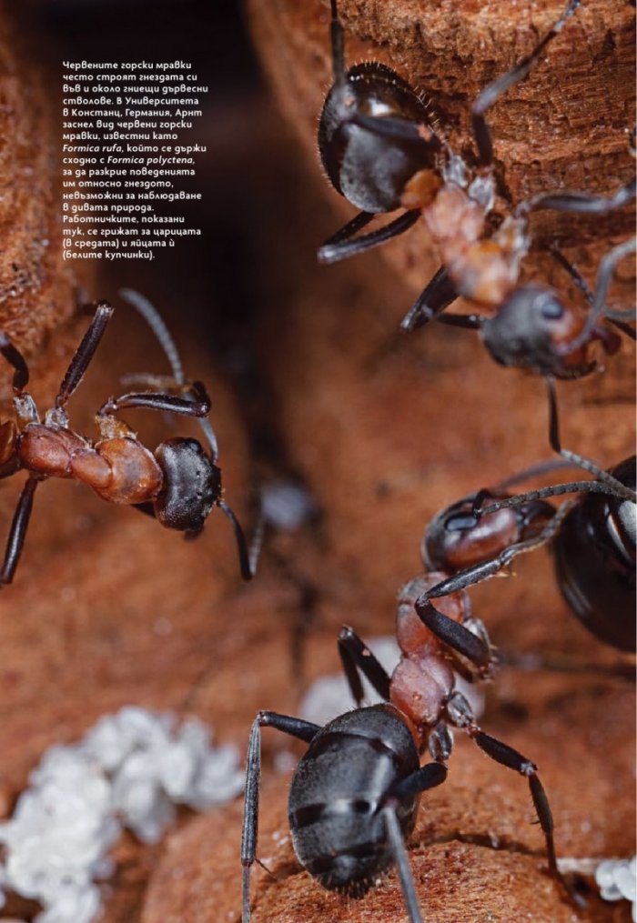 National Geographic България Май/2025