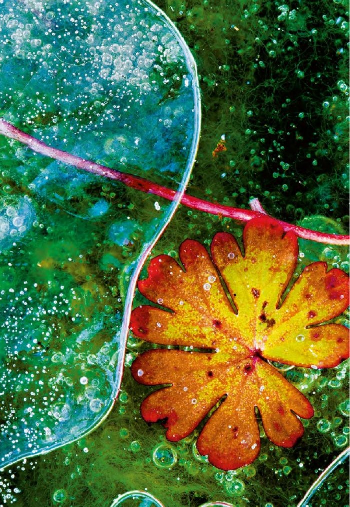 National Geographic България 08/2016