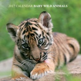 Calendar 2017: Baby Wild Animals