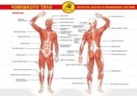 Помагалник: Човешкото тяло (мускули, костна и кръвоносна система). Учебно табло
