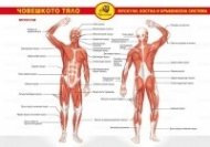 Помагалник: Човешкото тяло (мускули, костна и кръвоносна система). Учебно табло