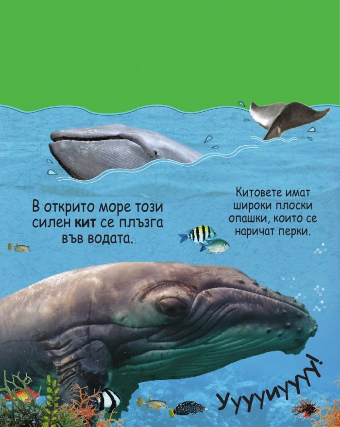 Опознай звуците: Дивата природа (10 звука на животни)