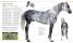 The Horse Encyclopedia