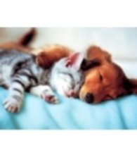 Пъзел 300 ч. Sweet Dreams 131143