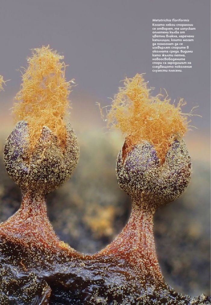 National Geographic България Юли/2023