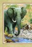 Книга за джунглата (луксозно издание)