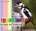 Удивителните птици на България