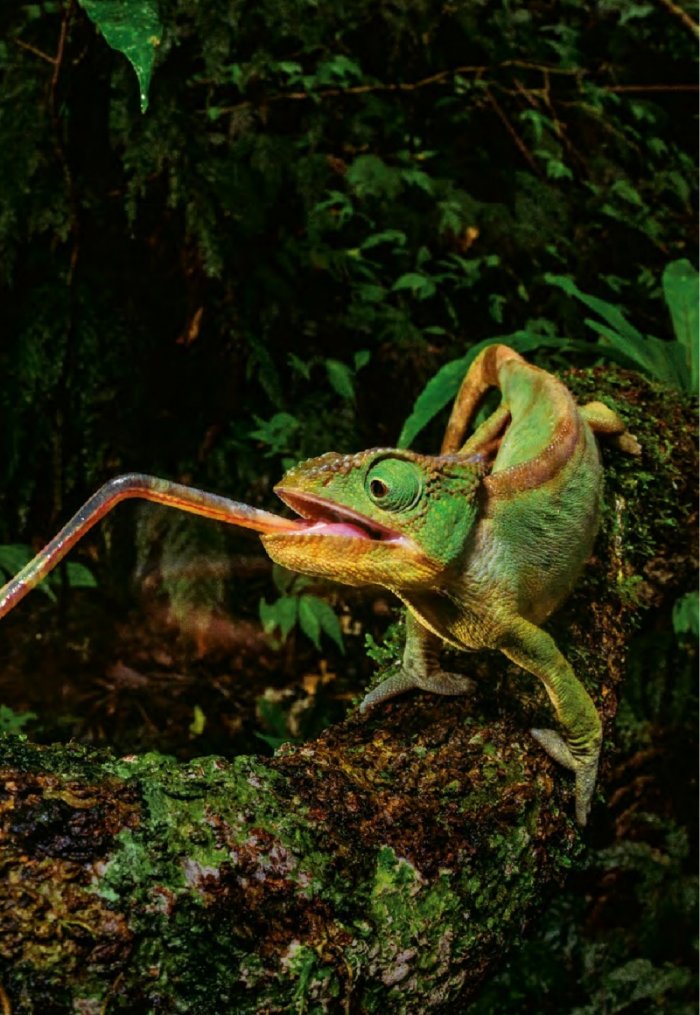 National Geographic България 9/2015