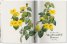 Redoutе. The Book of Flowers