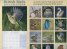 Calendar 2015: British Birds