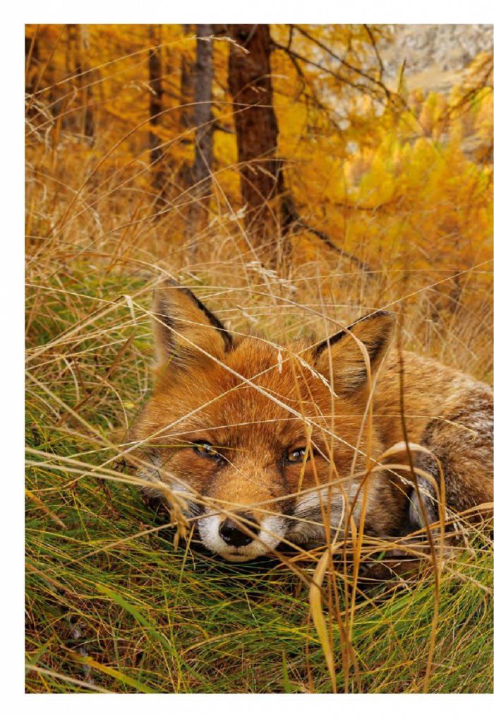 National Geographic 2/2015